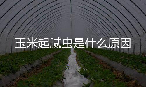 【】起腻玉米蚜虫俗名腻虫