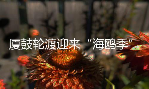 【】以为是海鸥季海洋垃圾